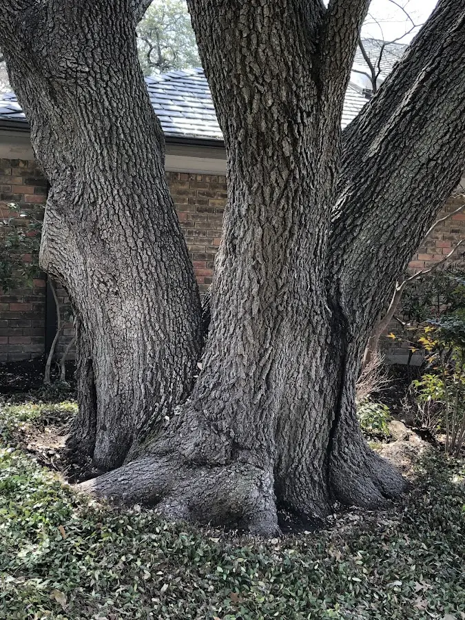Mature heritage tree close to a Lyons Falls property cared for by certified arborists